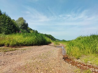 greenery grass and trees on a background of blue sky in a sunny landscape