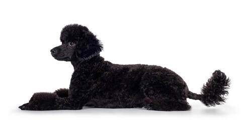 Cute black miniature poodle dog, laying down side ways. Looking straight ahead to the side with shiny dark eyes. Isolated on white background.