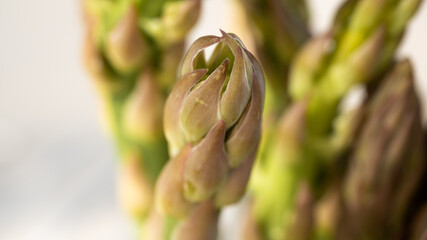 Isolated macro photo of the top of a green asparagus. This concept photo relates to healthy eating and a vegetarian lifestyle.