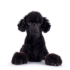 Cute black miniature poodle dog, laying down facing front. Looking straight to camera. Isolated on white background.