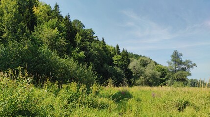 green sunny glade near the forest against the blue sky