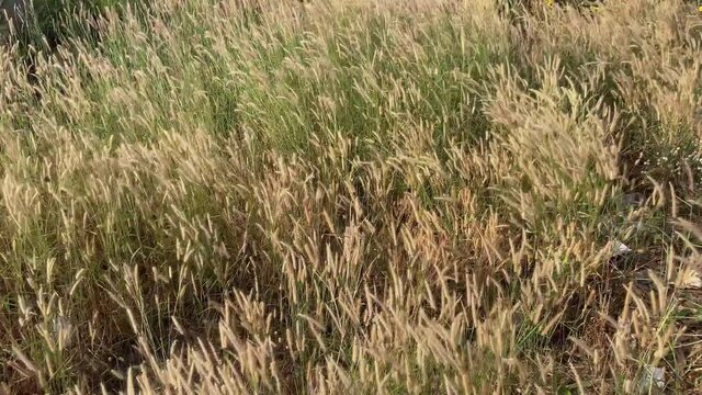 Desho grass flowers field with the wind above