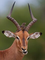 Impala with juvenile Red-billed Oxpecker on the head