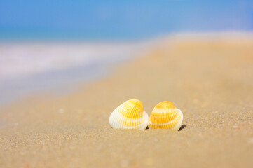 Fototapeta na wymiar two seashells lie on a sandy beach. In the background, the blue sea. Focus on seashells, blurred background.