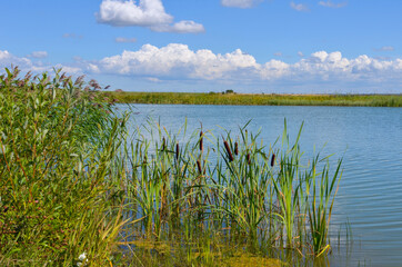 Fototapeta na wymiar reeds over the lake near the green field and blue sky
