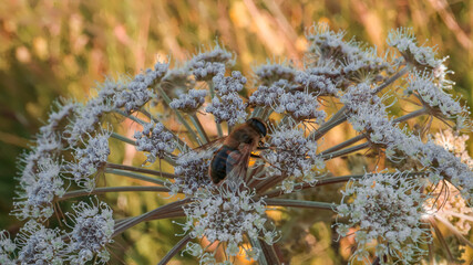 Biene beim bestäuben