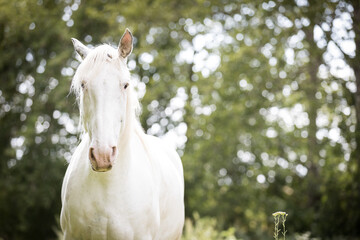 Portrait eines wei&szlig;en Hengstes 