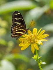 Close-up of Heliconius charithonia, the zebra longwing or zebra heliconian butterfly on a yellow flower