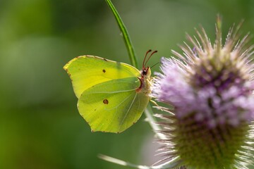 Zitronenfalter (Gonepteryx rhamni) auf Wilde Karde  (Dipsacus fullonum)