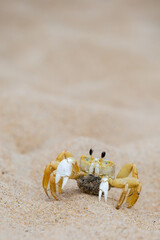 ghost crab on sandy beach © Kathleen