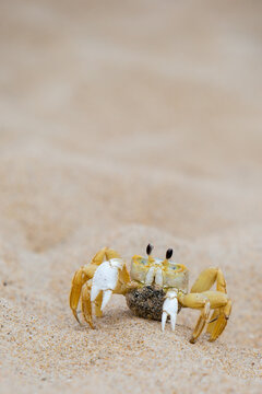 ghost crab on sandy beach