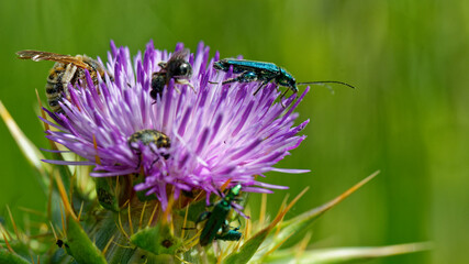  Oedemère noble - Oedemera nobilis 