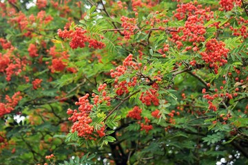 Branches of European Mountain Ash Rowan tree or Sorbus Aucuparia, with ripe berries.