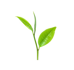 Young green tea leaves Isolated on a white background. Top view