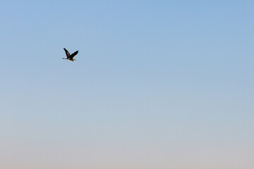 heron bird in flight blue sky