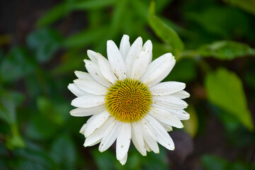 Fototapeta premium Top view of single Echinacea purpurea White Swan (Coneflower) with green blurry background