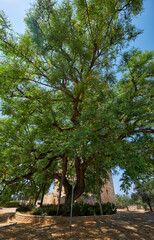 The rosewood Tipuana tipu tree growing by the Kolossi castle.  Kolossi. Limassol District. Cyprus