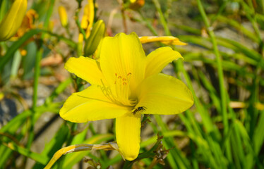Honey bee on yellow flower Hemerocallis minor (Dwarf Daylily, Grassleaf Lily or Small Daylily) on a sunny day