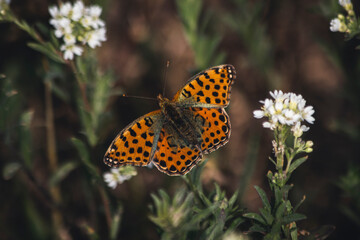 Nahaufnahme eines Schmetterlings