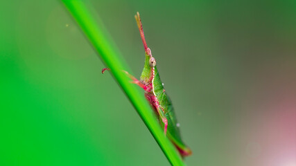 macro photo of a green and pink colorful locust climbing a blade of grass. grasshoppers are orthoptera family, they have strong posterior legs. looks like a unicorn with its long antennas. Thailand