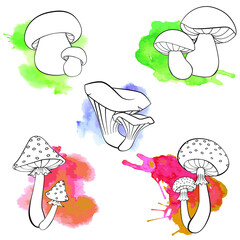 Set of different mushrooms. Fresh forest plants collection. Amanita, Fly agaric, chanterelles, boletus. Hand drawing vector illustration in black outline.
