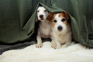Two scared or afraid puppies dogs hide behind a green curtain because of fireworks, thunderstorm or noise. © Sandra