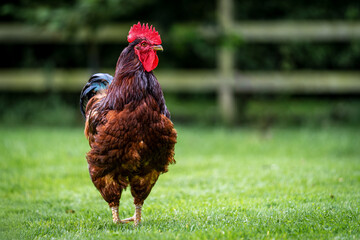 Chicken on a Farm