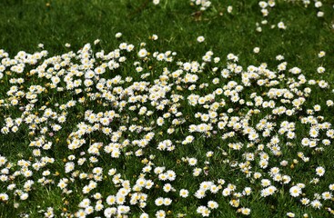 White small flowers of Daisies or Bellis perennis, in the garden.  © beres