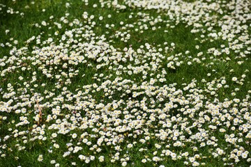 White small flowers of Daisies or Bellis perennis, in the garden.  © beres