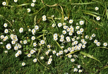 White small flowers of Daisies or Bellis perennis, in the garden.  © beres