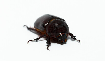 European rhinoceros beetle (Oryctes nasicornis) is a large flying beetle belonging to the subfamily...