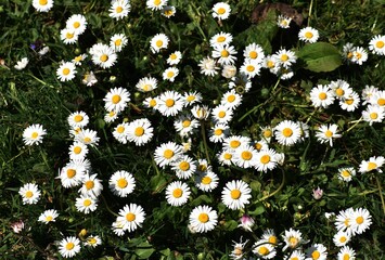 White small flowers of Daisies or Bellis perennis, in the garden.  © beres