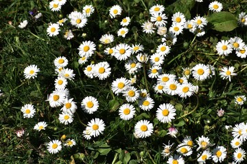 White small flowers of Daisies or Bellis perennis, in the garden.  © beres