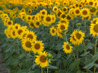 Sunflower Flower Blossom. Golden sunflower in the field backlit by the rays of the setting sun.