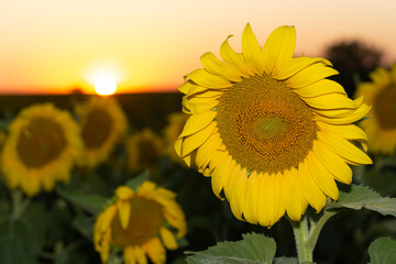 Field of blooming sunflowers on a background sunset.