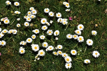 White small flowers of Daisies or Bellis perennis, in the garden.  © beres