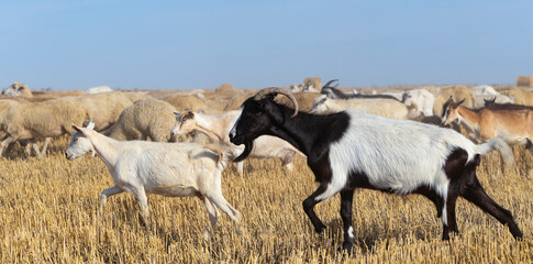 A herd of goats and sheep. Animals graze on the stubble of wheat. Round bales of straw in the field.