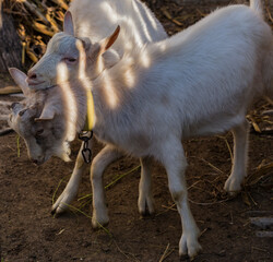 The Saanen, is a Swiss breed of domestic goat. Two white male goats are fighting. Relationships...