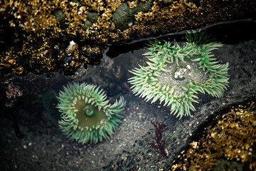 Anemonemones 