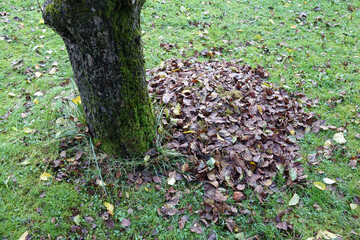 Herbstlaub