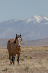 Fototapeta na wymiar Wild Horse in the Utah Desert