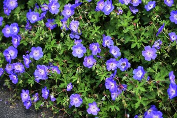 Purple flowers of Geranium Rozanne, in the garden.