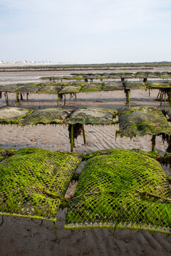 parcs &agrave; hu&icirc;tres, ostr&eacute;iculture, &agrave; mar&eacute;e basse