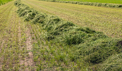 Long ridge of cut grass mixed with red clover and other plants is drying in the sunlight. It is summer in the Netherlands.