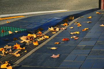Maple leaves falling on footpath and street in autumn