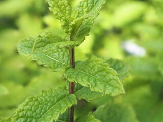 Full frame view of mint plant