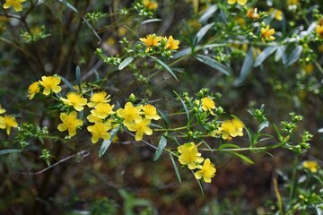 Obraz na płótnie Canvas Yellow flowers of Hypericum densiflorum 'Buttercup', also known as bushy St. John's wort or dense St. John's wort, in the garden.
