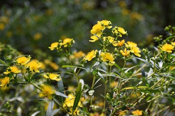 Yellow flowers of Hypericum densiflorum 'Buttercup', also known as bushy St. John's wort or dense...