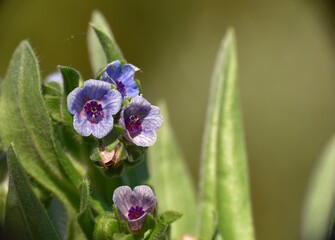 Flowers of different colors of Cynoglossum dioscoridis plant.