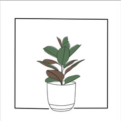Rubber plant drawing on white background